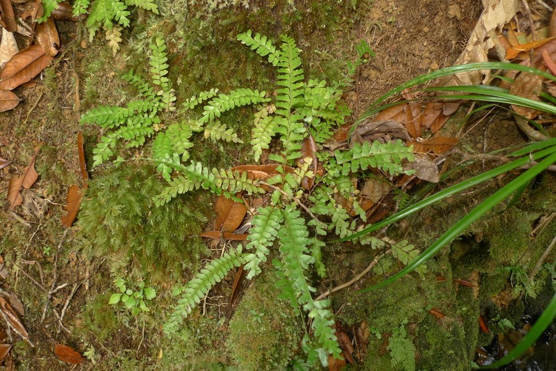 Lindsaea harveyi