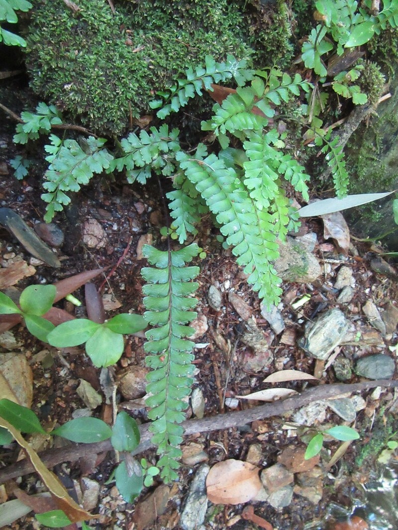 Lindsaea harveyi photo 2