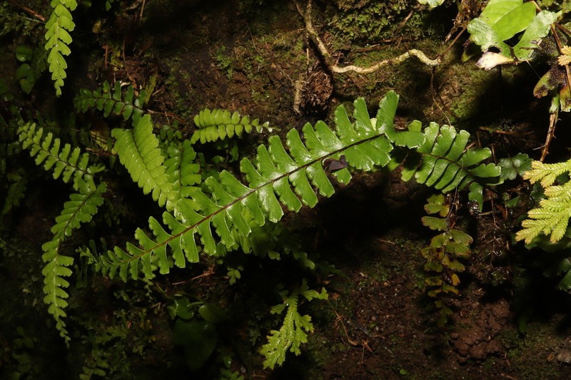 Lindsaea harveyi photo 3