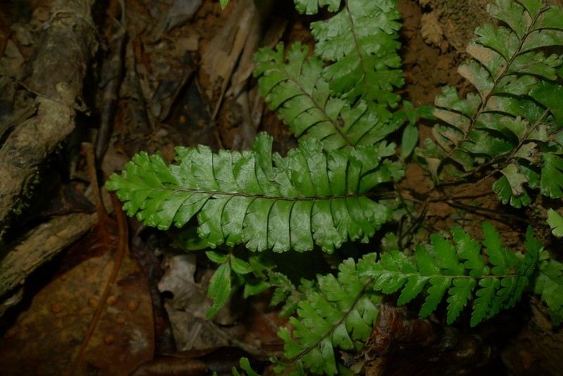 Lindsaea harveyi photo 4
