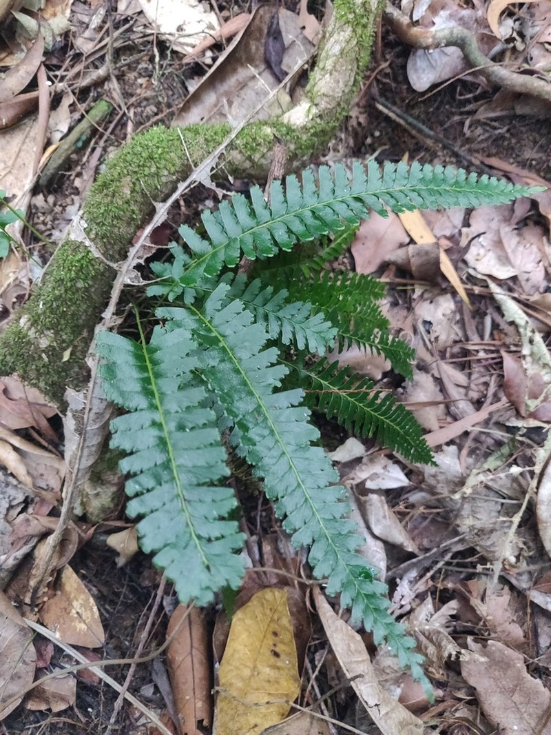 Lindsaea harveyi photo 5