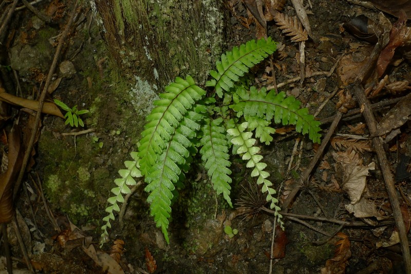 Lindsaea harveyi photo 6