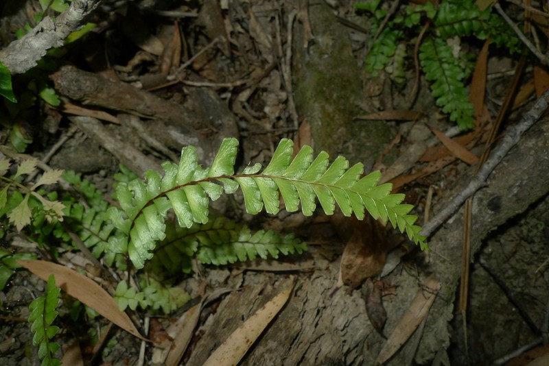 Lindsaea harveyi photo 7