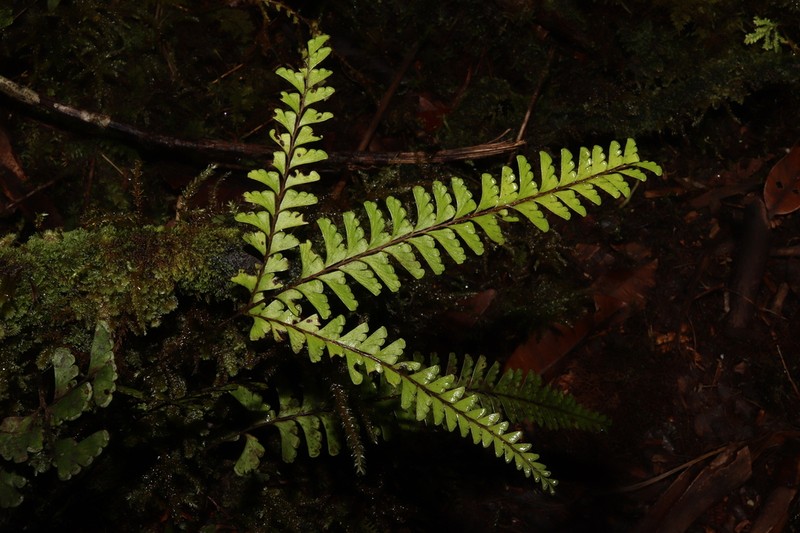 Lindsaea harveyi photo 8