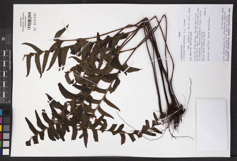 Lindsaea hemiglossa photo 2