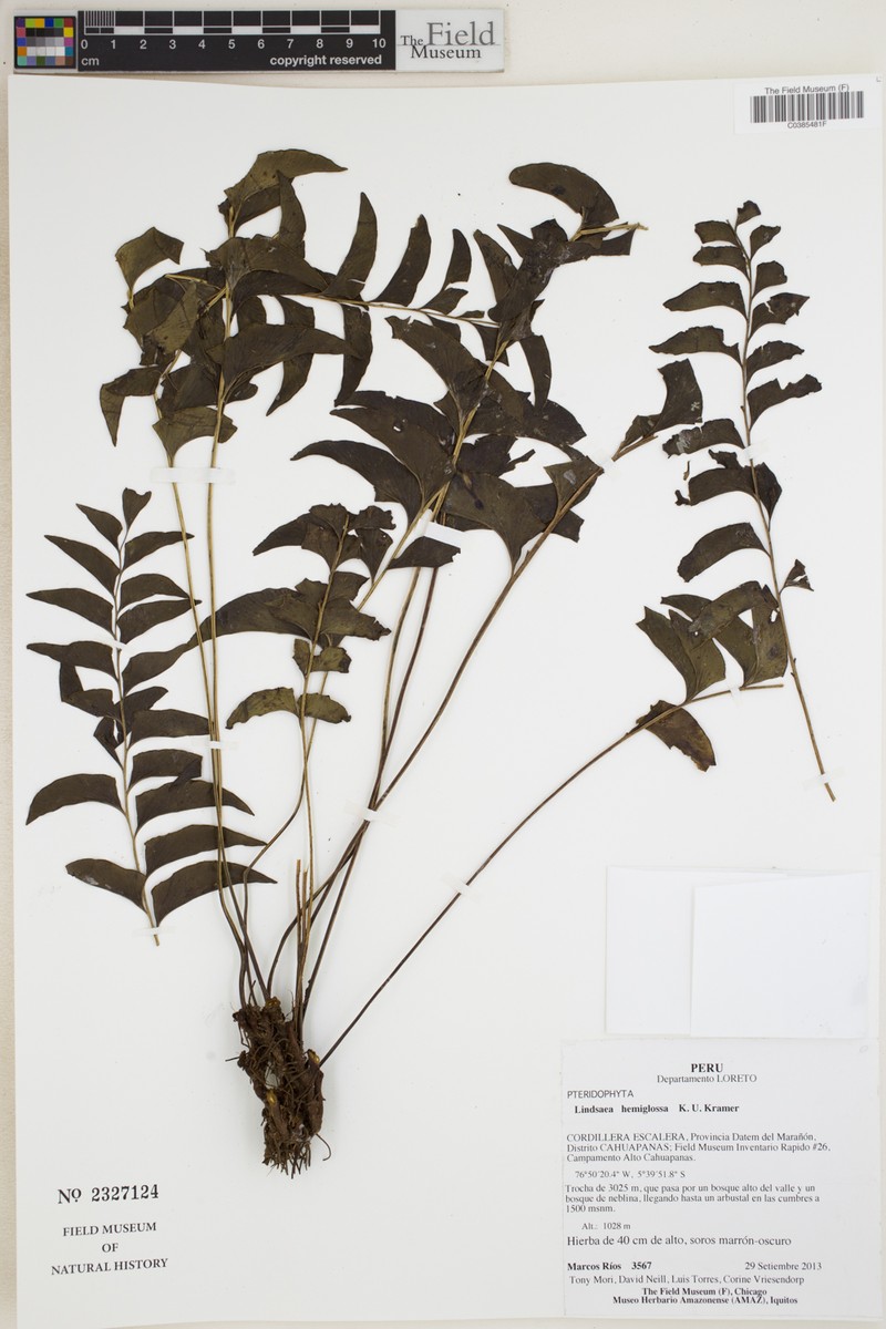 Lindsaea hemiglossa photo 3