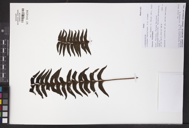 Lindsaea hemiglossa photo 4