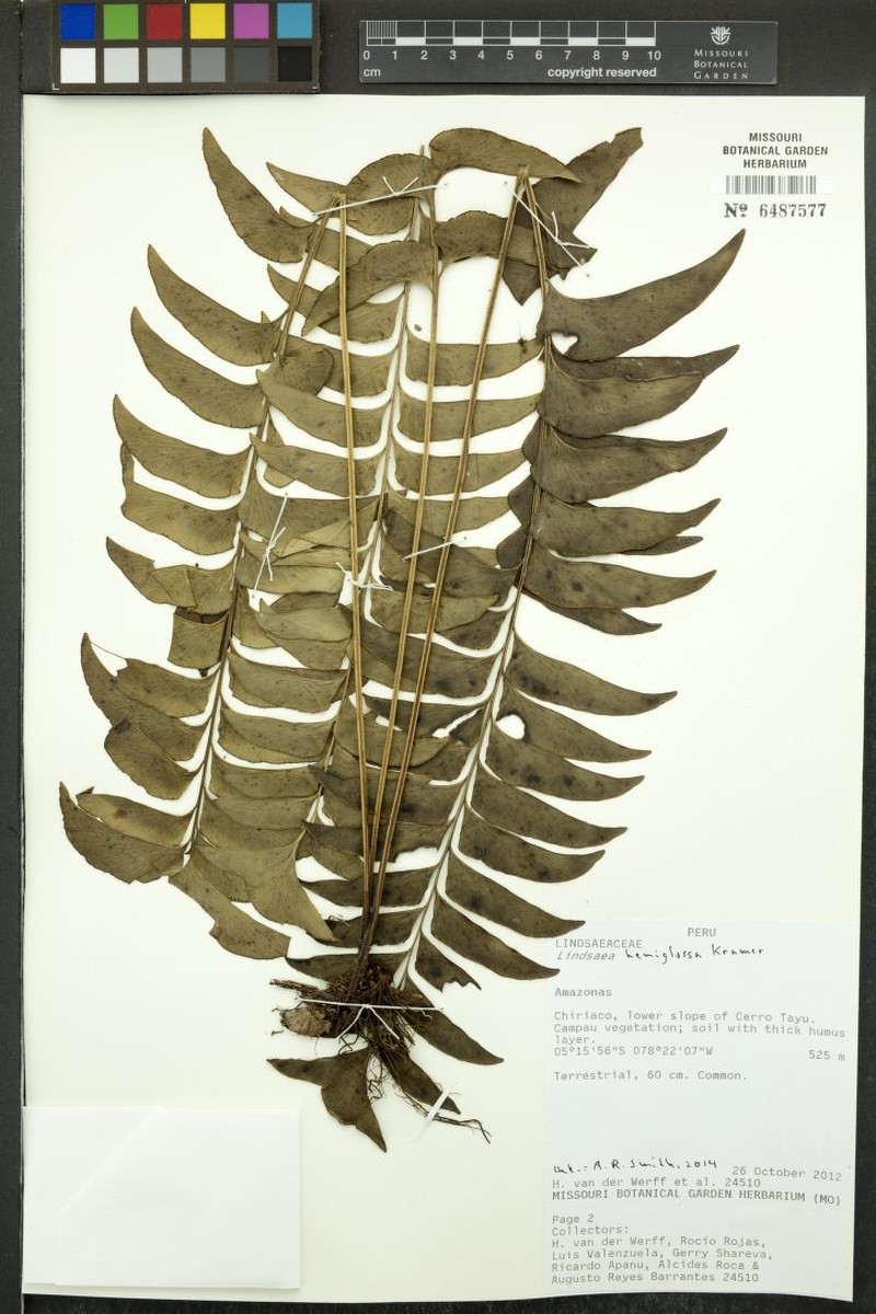 Lindsaea hemiglossa photo 5