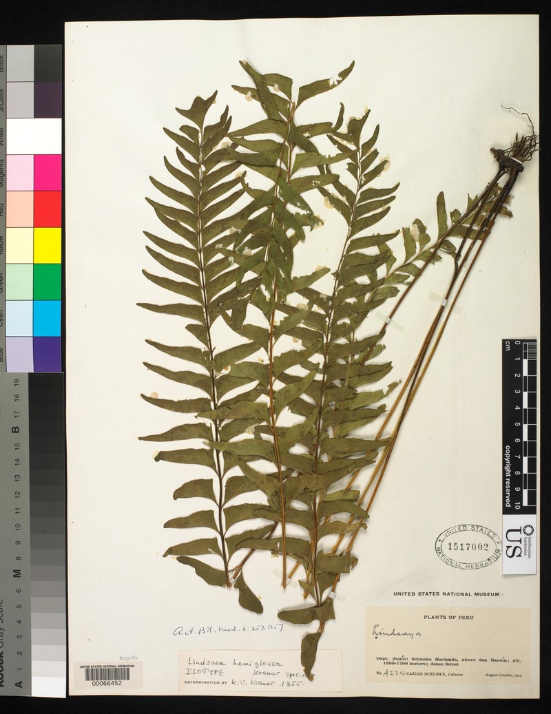 Lindsaea hemiglossa