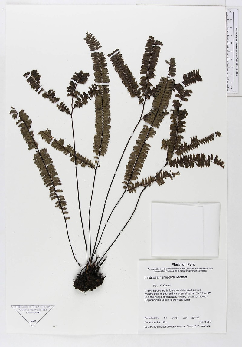 Lindsaea hemiptera