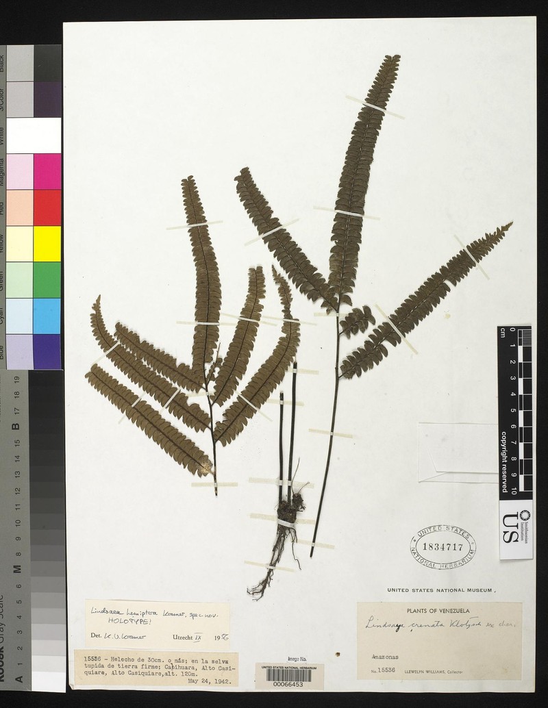 Lindsaea hemiptera photo 2