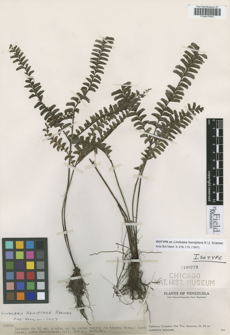 Lindsaea hemiptera photo 3