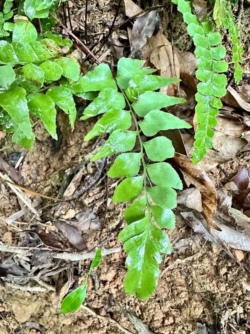 Lindsaea heterophylla photo 2
