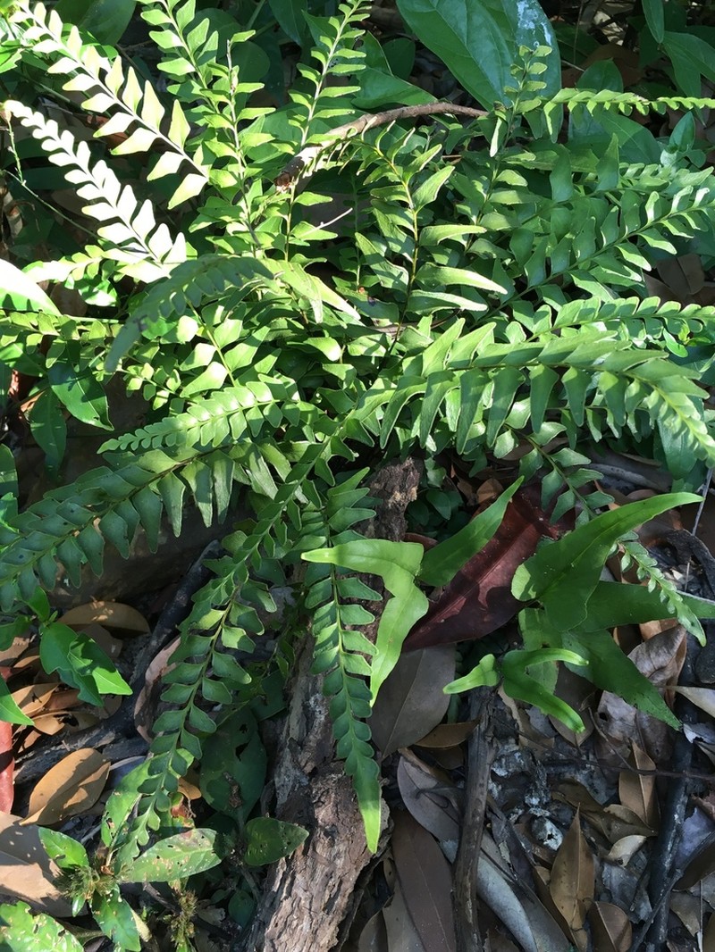Lindsaea heterophylla photo 3