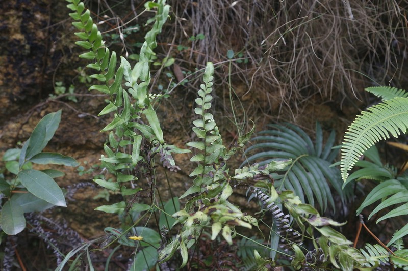 Lindsaea heterophylla photo 4