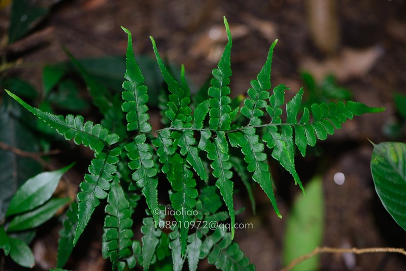 Lindsaea heterophylla photo 5