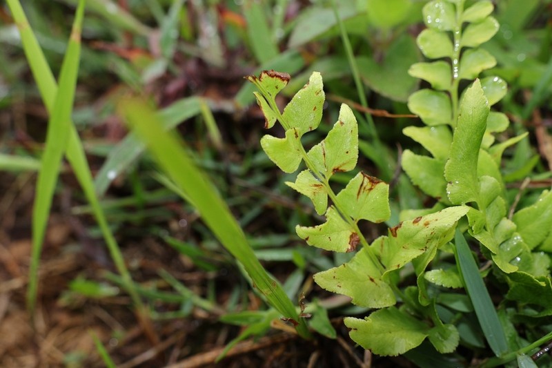 Lindsaea heterophylla photo 6