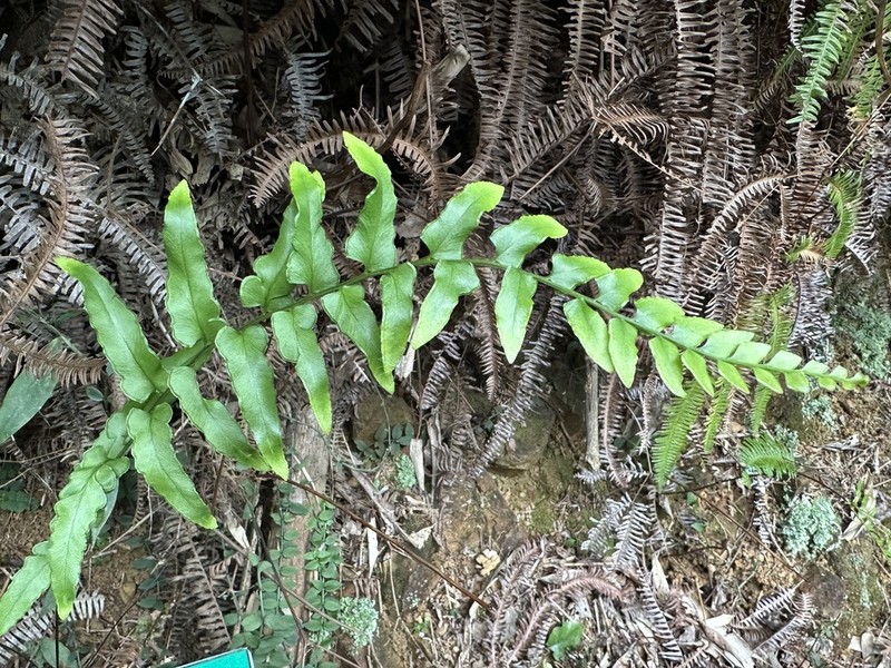 Lindsaea heterophylla photo 7