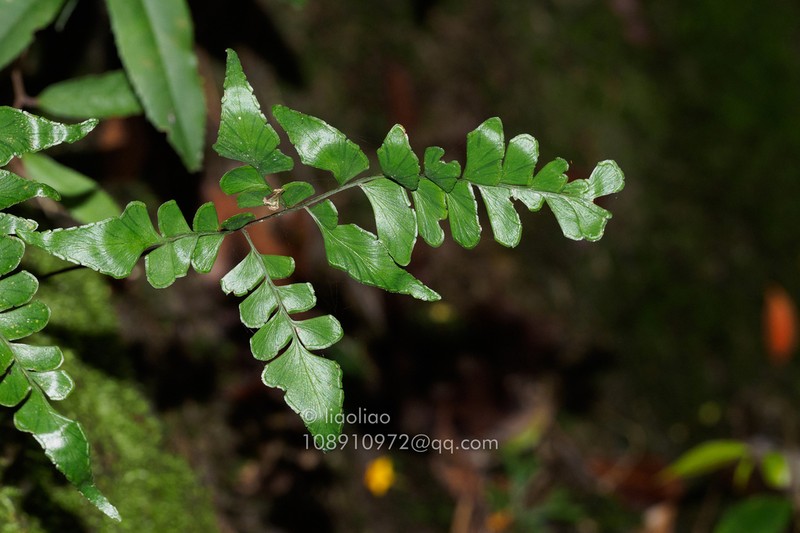 Lindsaea heterophylla photo 8