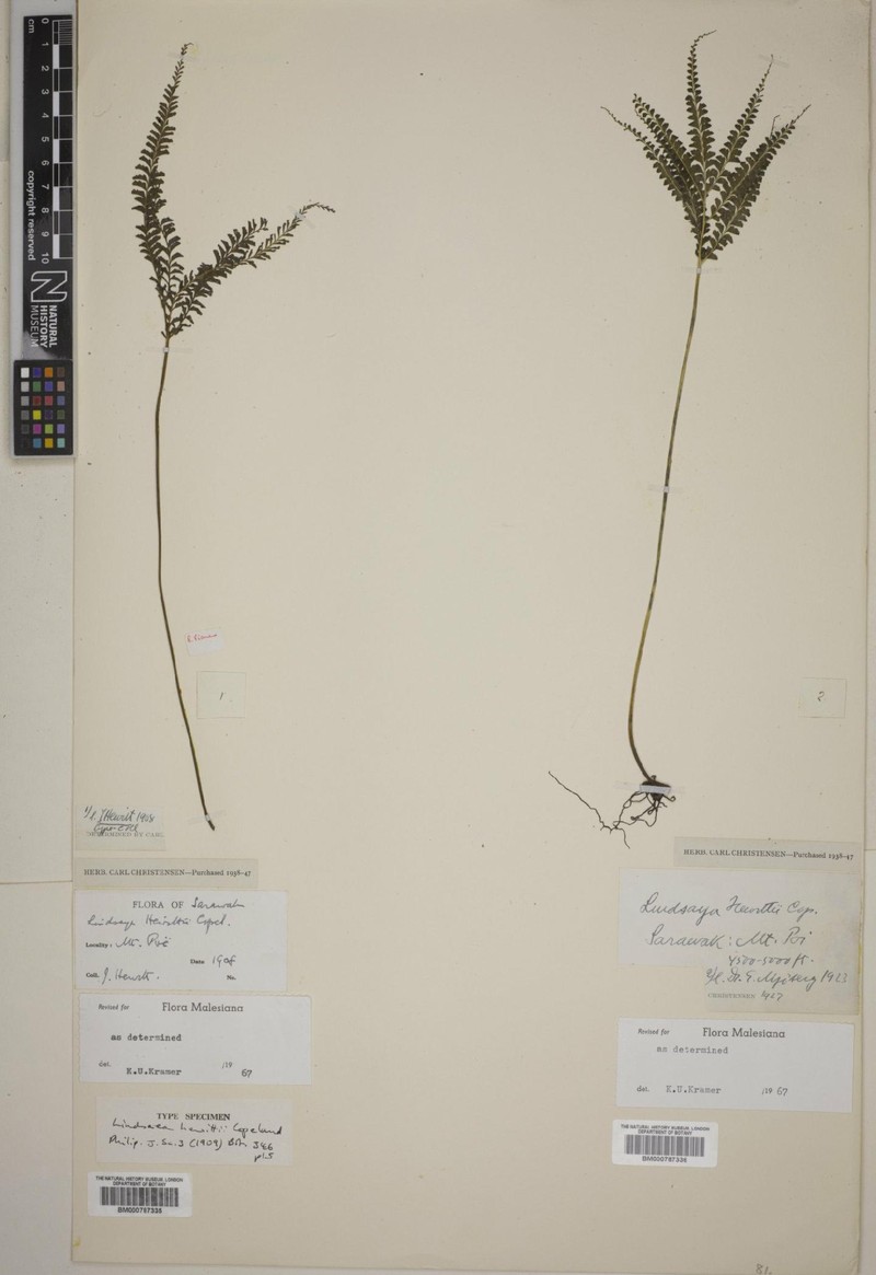 Lindsaea hewittii