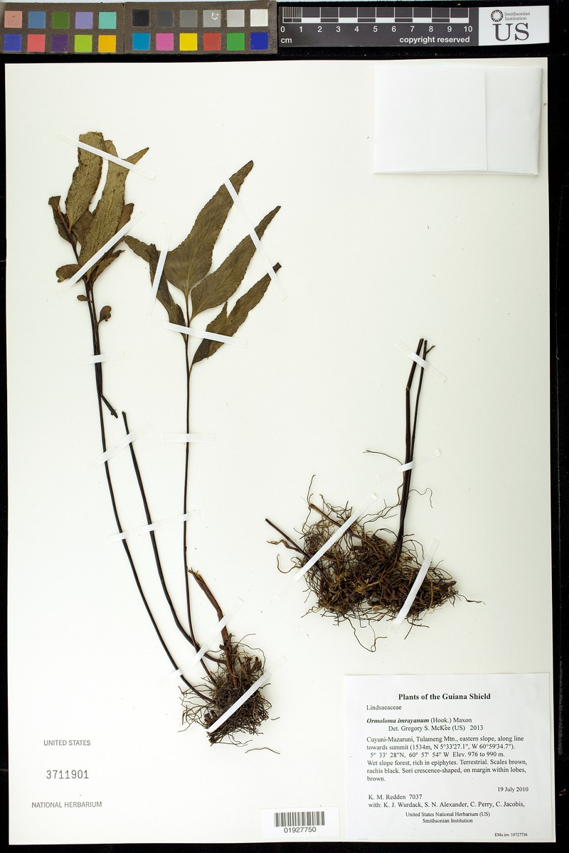 Lindsaea imrayana