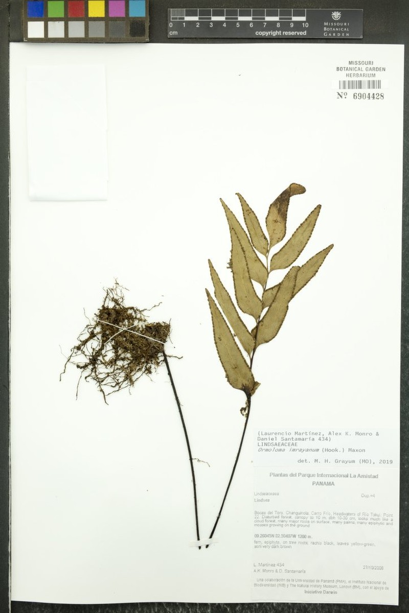Lindsaea imrayana photo 3