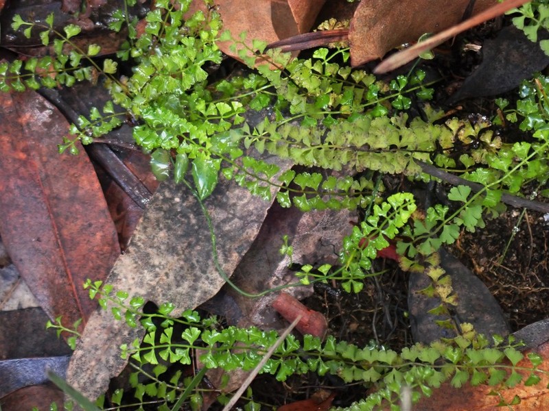 Lindsaea incisa