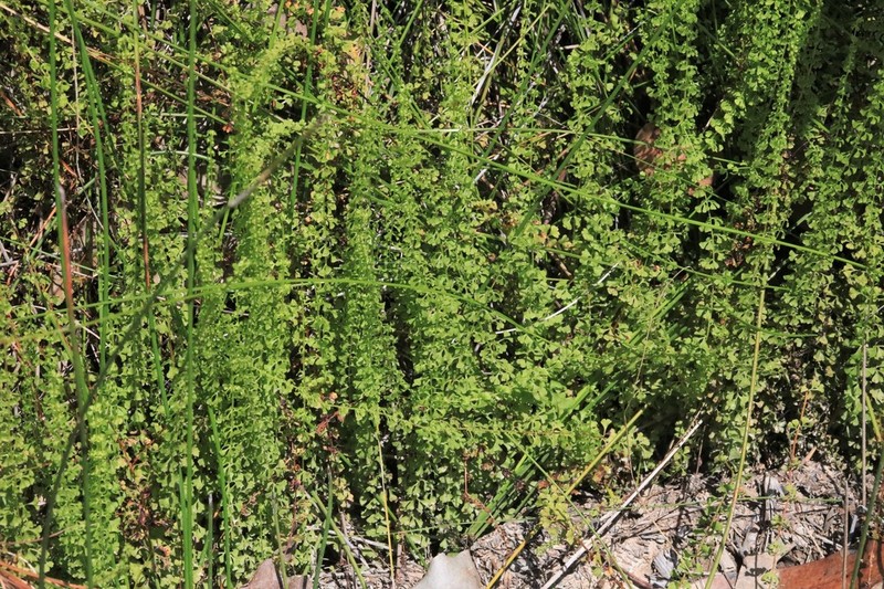 Lindsaea incisa photo 2