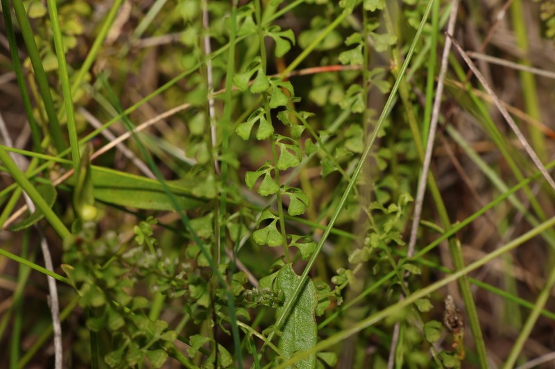 Lindsaea incisa photo 3