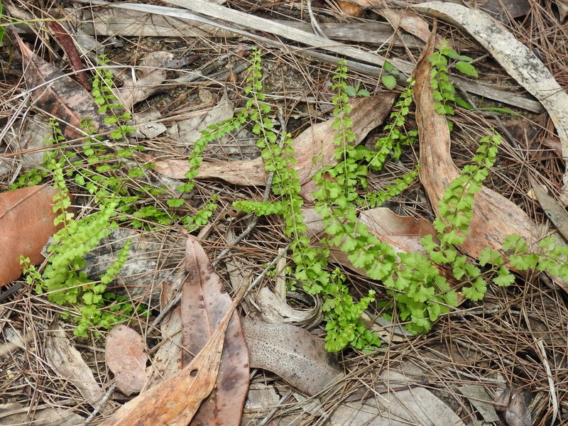 Lindsaea incisa photo 4
