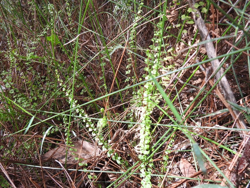 Lindsaea incisa photo 5