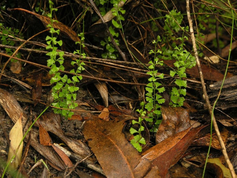 Lindsaea incisa photo 6