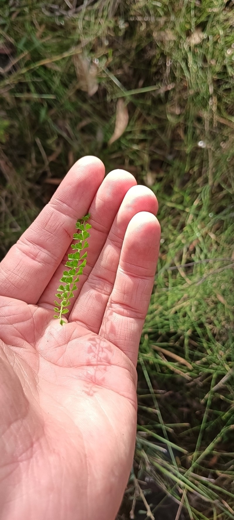 Lindsaea incisa photo 7