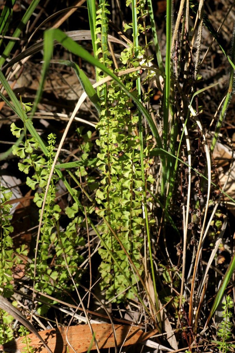 Lindsaea incisa photo 8