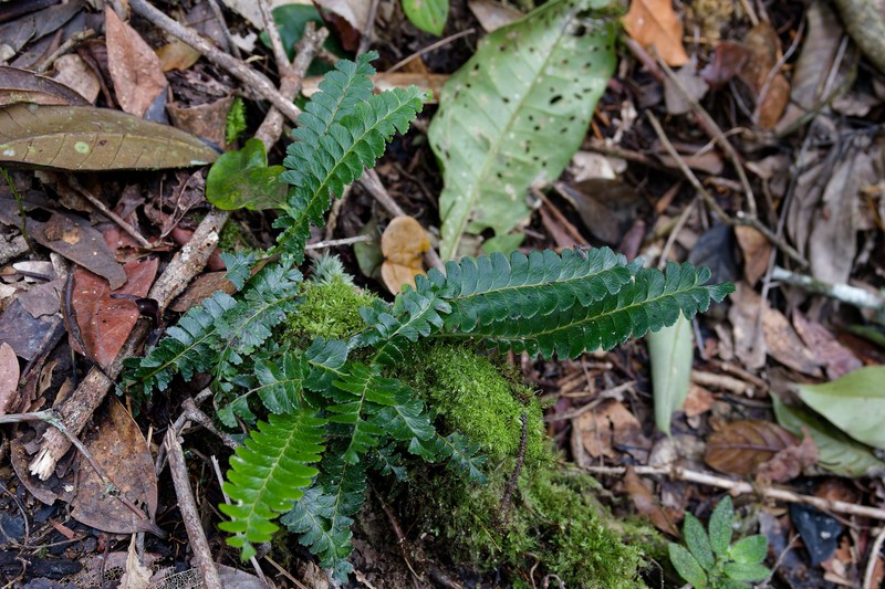 Lindsaea integra photo 3