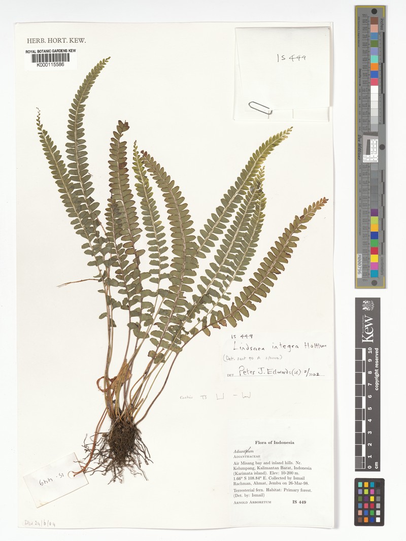 Lindsaea integra photo 4