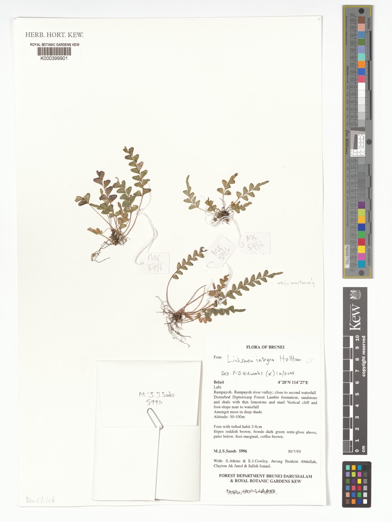 Lindsaea integra photo 6