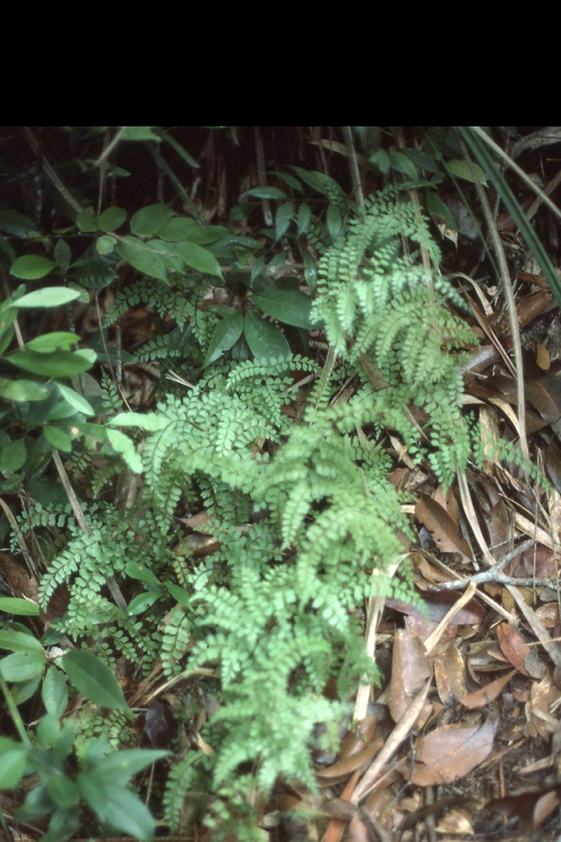 Lindsaea interrupta