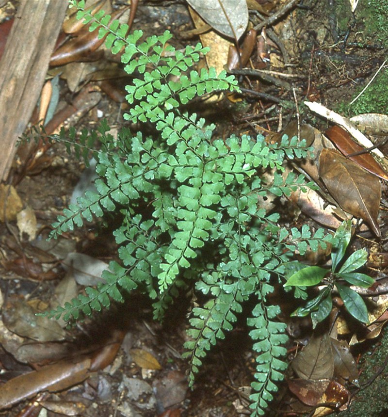 Lindsaea interrupta photo 2