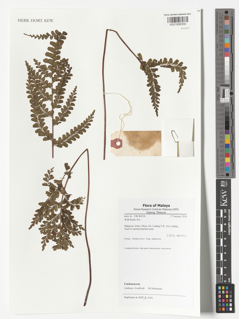 Lindsaea interrupta photo 3