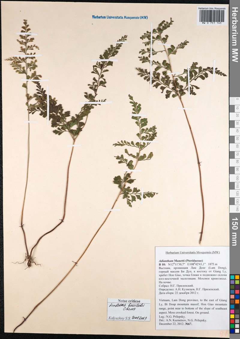 Lindsaea interrupta photo 4