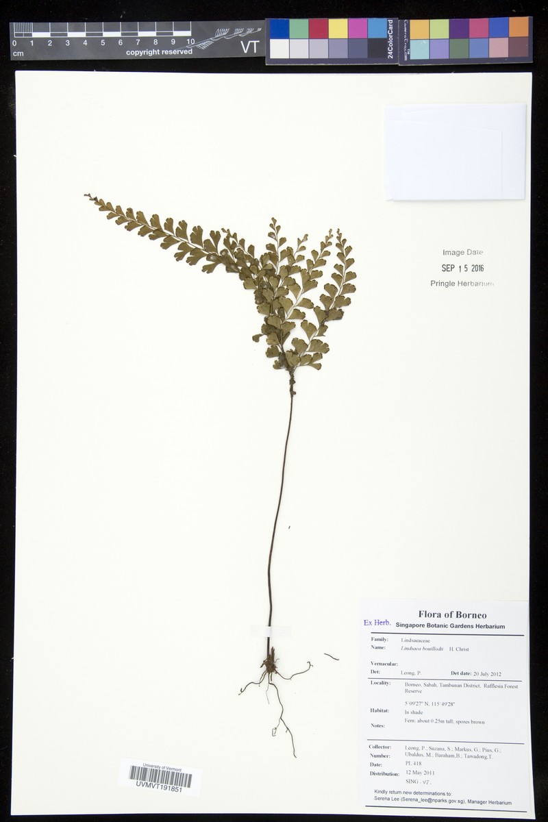 Lindsaea interrupta photo 5