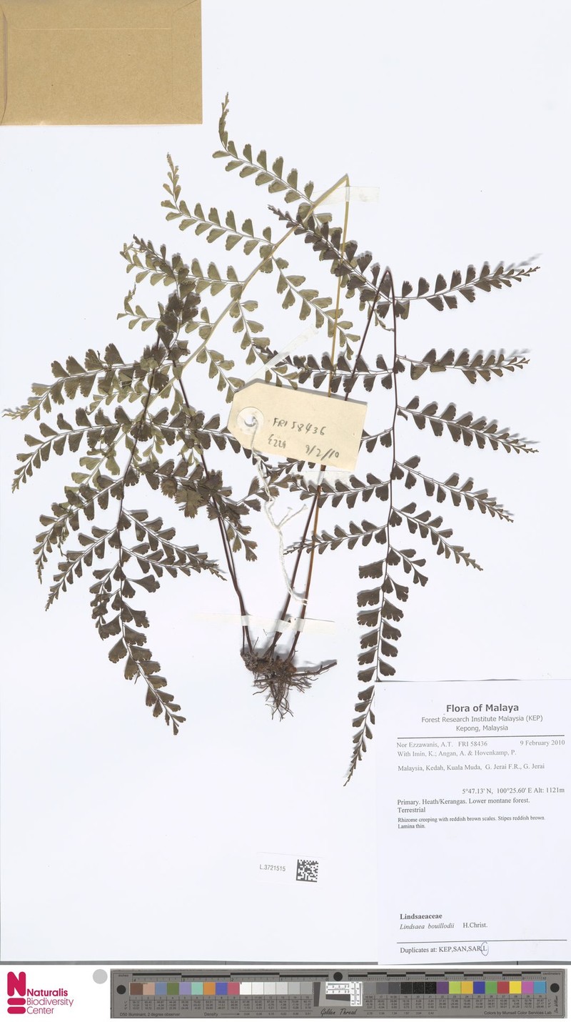 Lindsaea interrupta photo 6