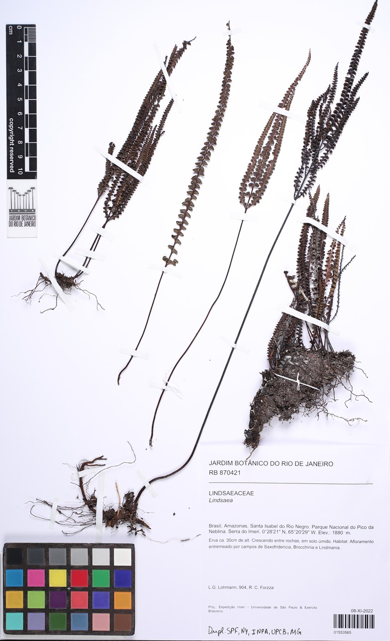Lindsaea jamesoniiformis
