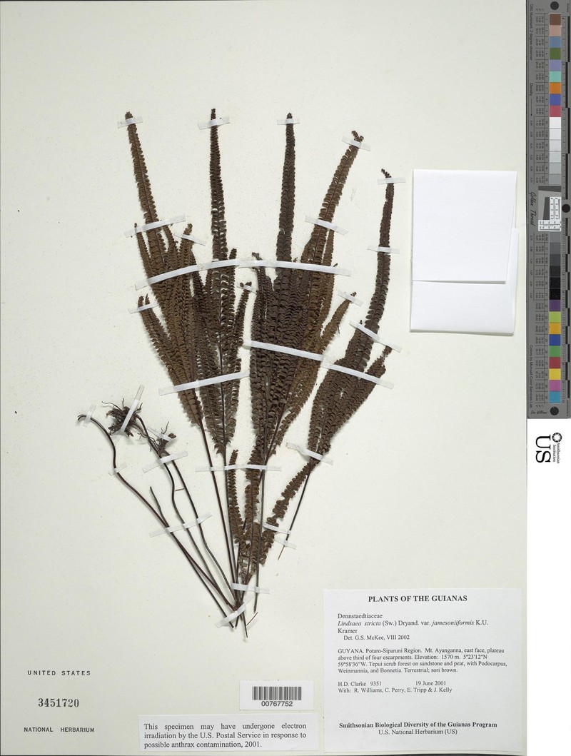 Lindsaea jamesoniiformis photo 3