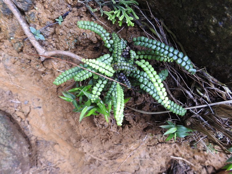 Lindsaea jamesonioides
