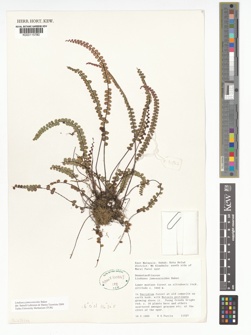 Lindsaea jamesonioides photo 2