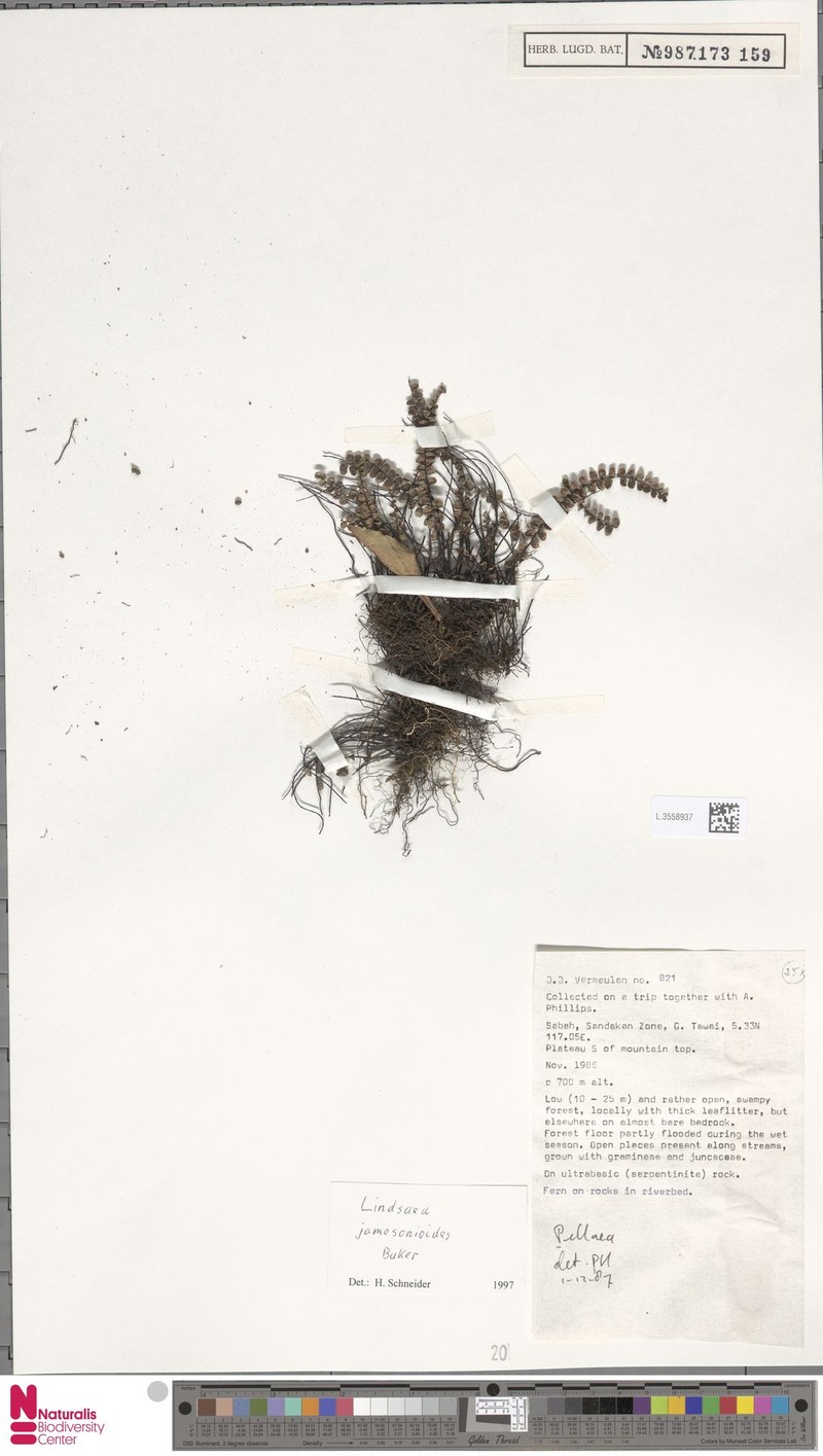 Lindsaea jamesonioides photo 3