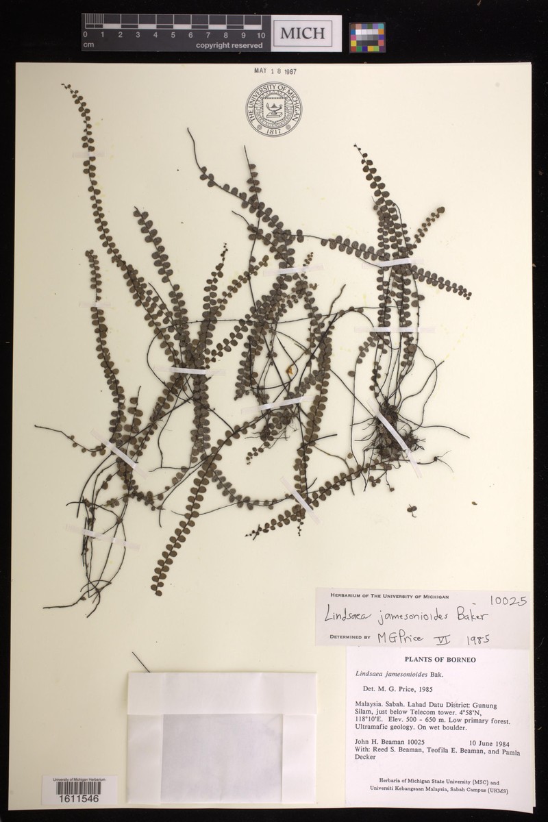 Lindsaea jamesonioides photo 4