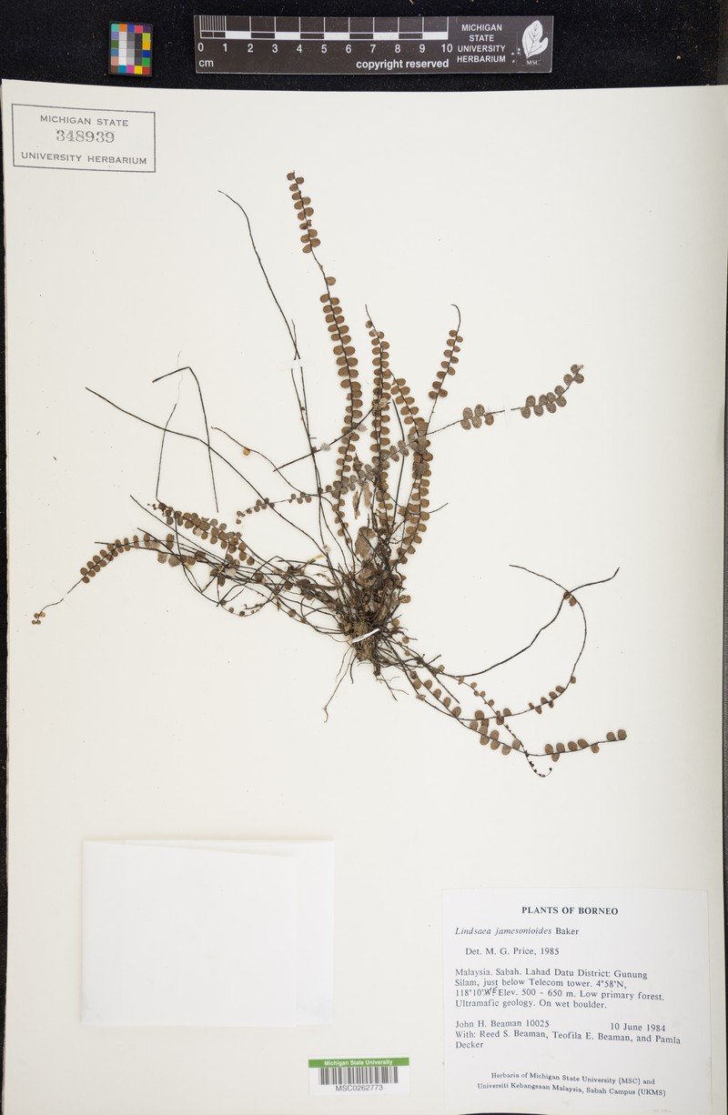 Lindsaea jamesonioides photo 5